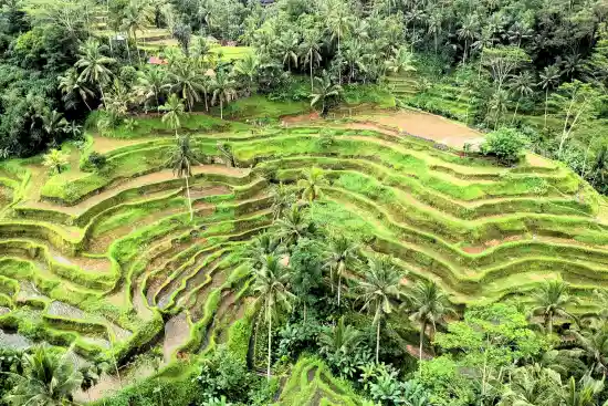 ウブドツアー、やっぱり一番人気の観光地ウブド。